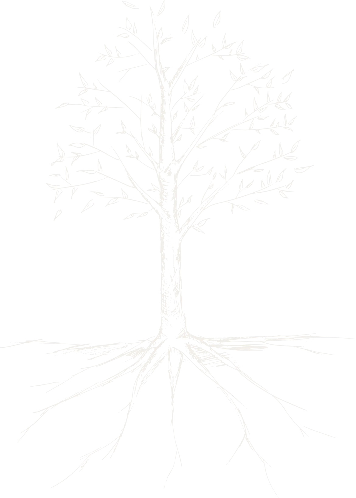 Oak Tree Illustration